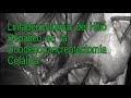 Image of the cover of the video;Linfadenectomia de l'Hil Hepàtic en la Duodenopancreatectomía Cefàlica
